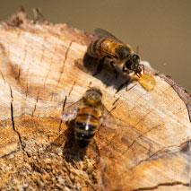 Unity College Bee Hives